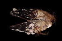 藏品(紫殼菜蛤)的圖片